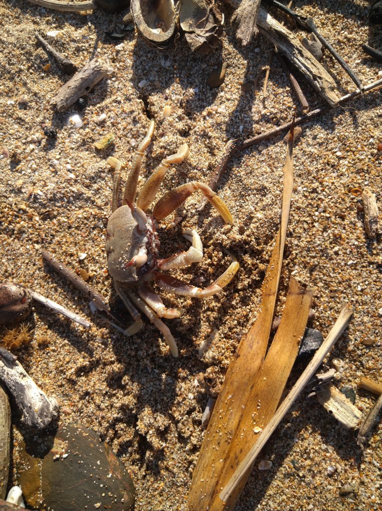 Ez a kis rák nem félt tőlem, közel engedett