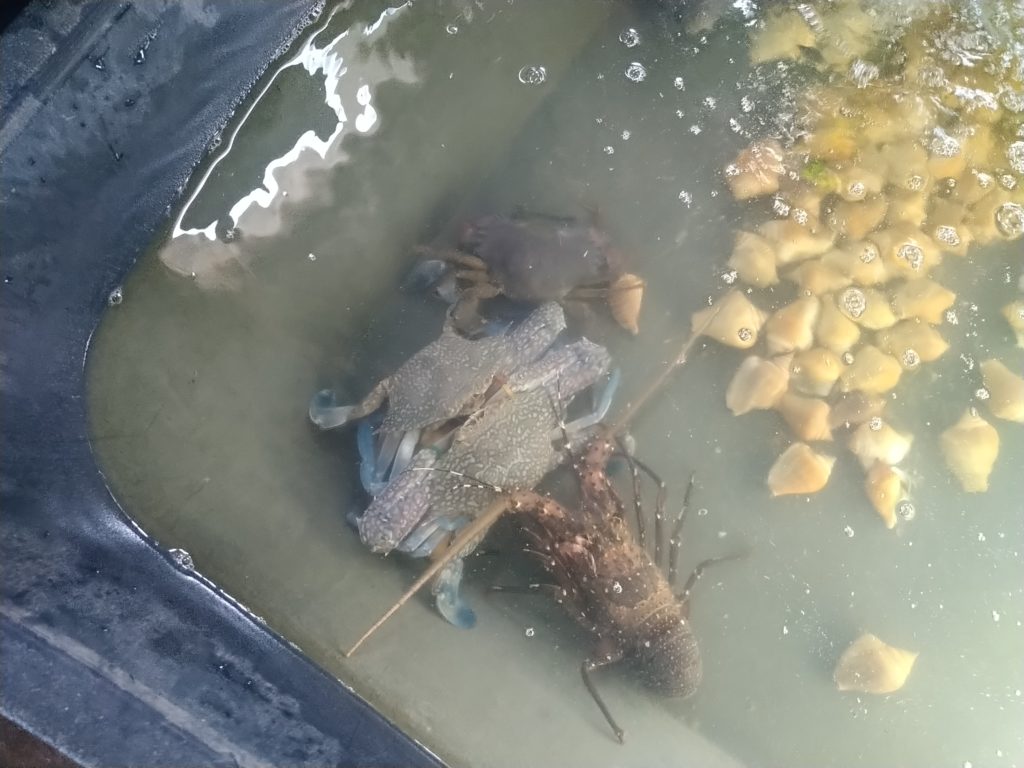 Étteremben friss rákot szolgálnak fel