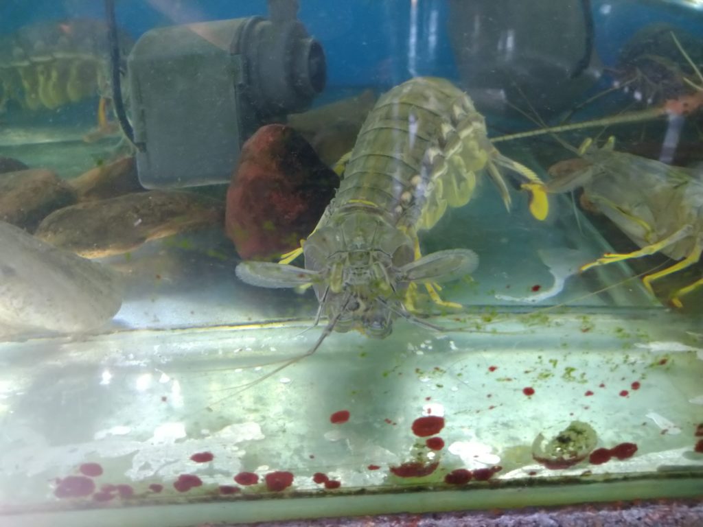 És friss garnélát